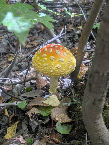 American Yellow Fly Agaric