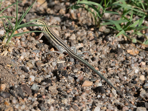 Six-lined Racerunner