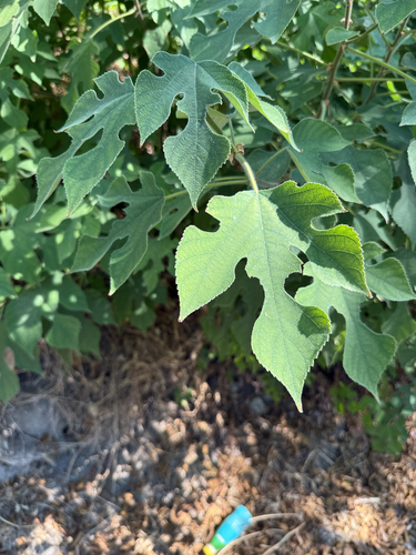 Paper mulberry