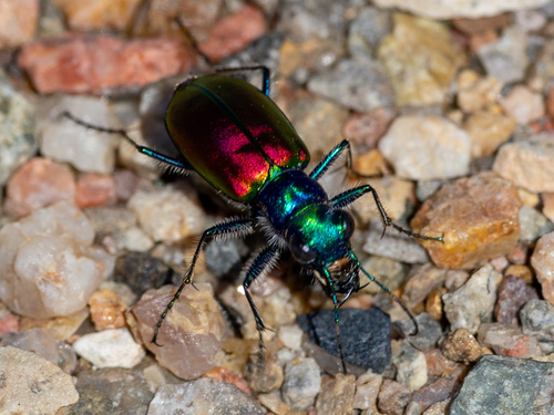 Festive Tiger Beetle