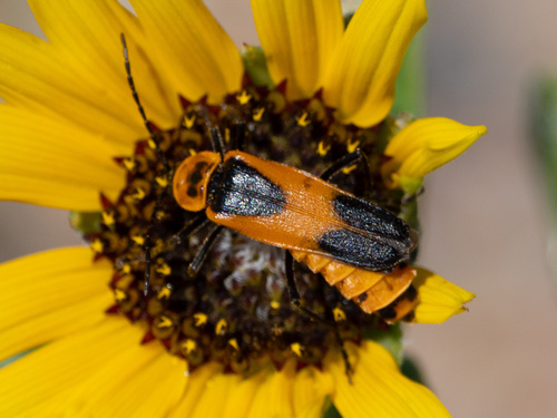 Colorado Soldier Beetle