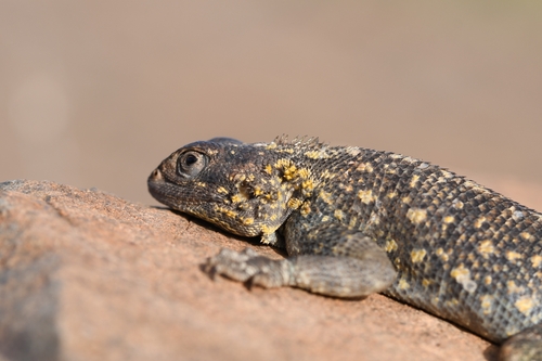 Bibron's Agama