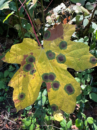 Speckled Tar Spot