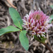 Trifolium longipes - Photo (c) mayaakpinar, todos los derechos reservados, subido por mayaakpinar