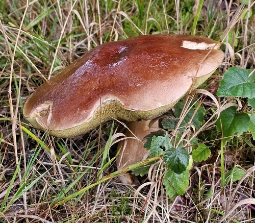 King Bolete