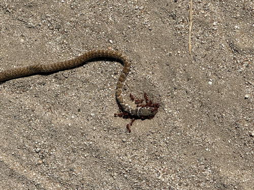 Desert Coachwhip