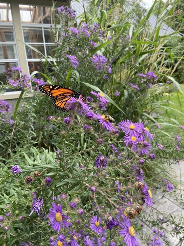 Monarch