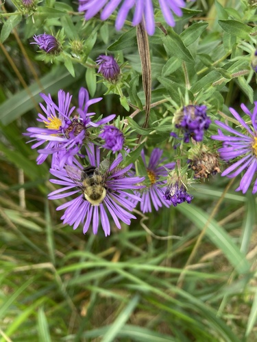 Common Eastern Bumble Bee