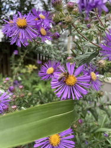 Western Honey Bee