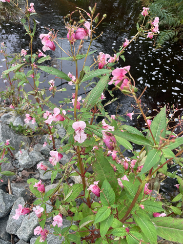Himalayan balsam