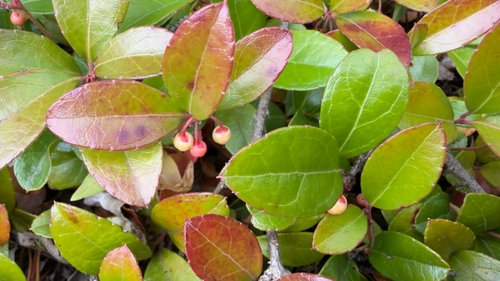 Eastern Teaberry