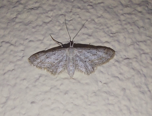 Idaea longaria