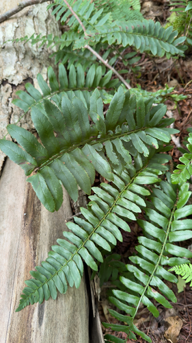 Christmas fern