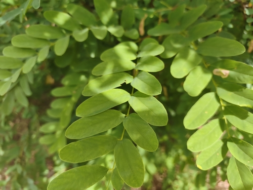 black locust