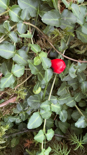 partridgeberry