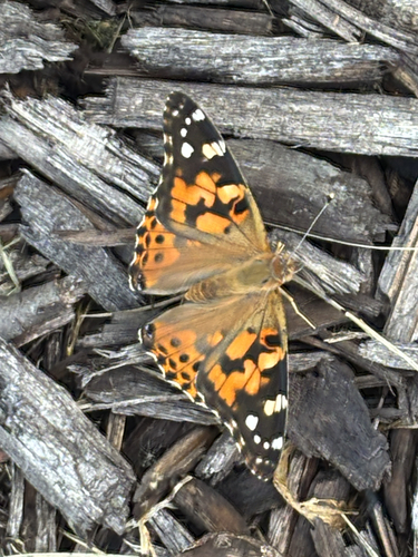 Painted Lady