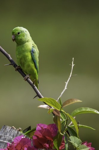 Green-rumped Parrotlet