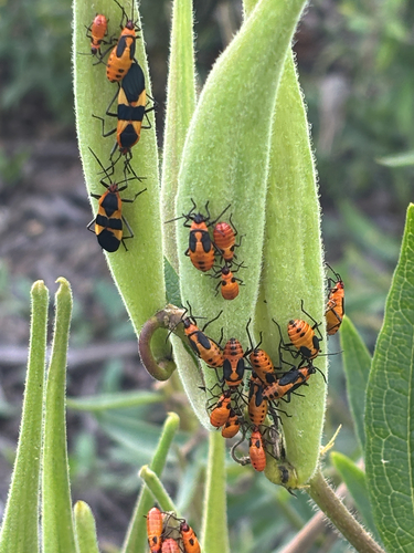 Large Milkweed Bug