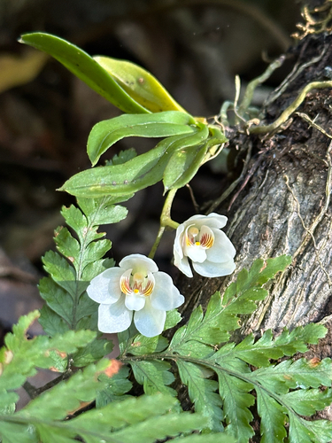 Orange Blossom Orchid