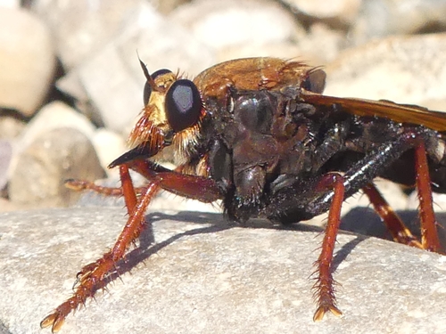 Asilus barbarus