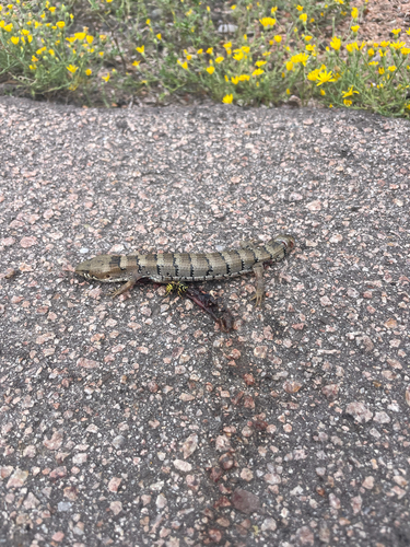 Madrean Alligator Lizard