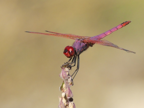 Violet Dropwing