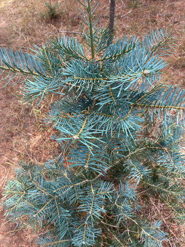 white fir