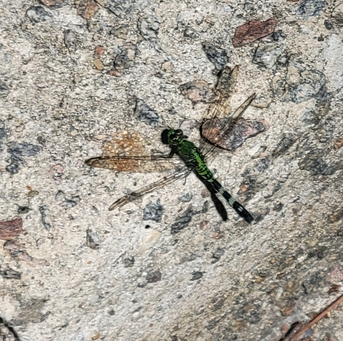 Eastern Pondhawk