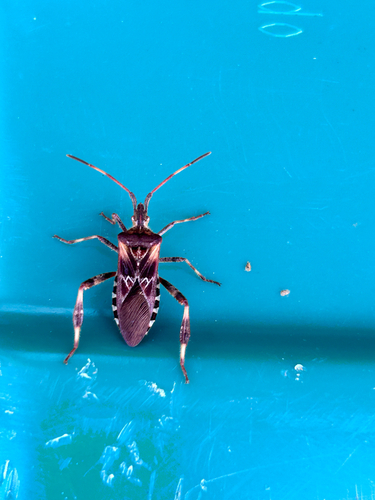 Western Conifer Seed Bug