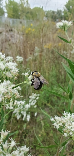 Eastern Carpenter Bee