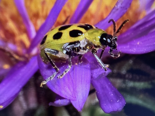 Spotted Cucumber Beetle