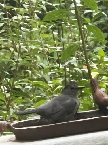 Gray Catbird