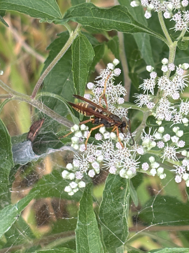 Northern Paper Wasp