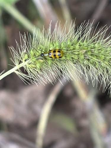 Spotted Cucumber Beetle