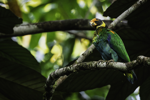 Vulturine Parrot