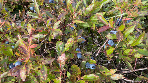 lowbush blueberry