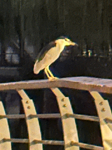 Black-crowned Night Heron