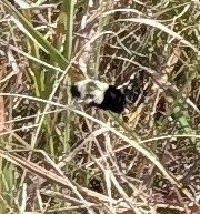 Common Eastern Bumble Bee