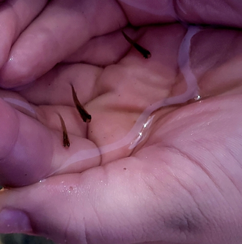 Eastern Mosquitofish