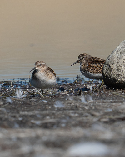 Least Sandpiper