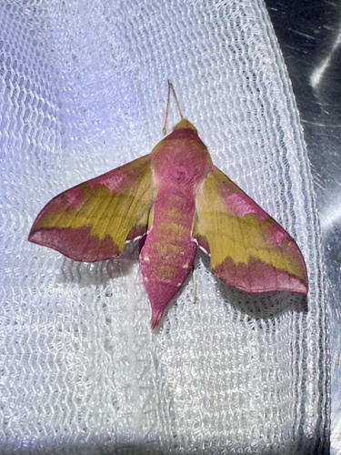Small Elephant Hawkmoth