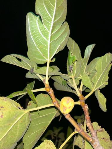 Aclees taiwanensis