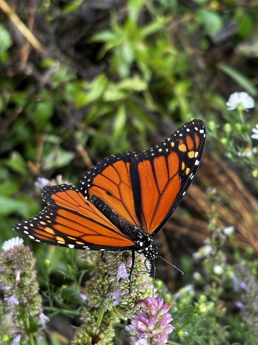 Monarch