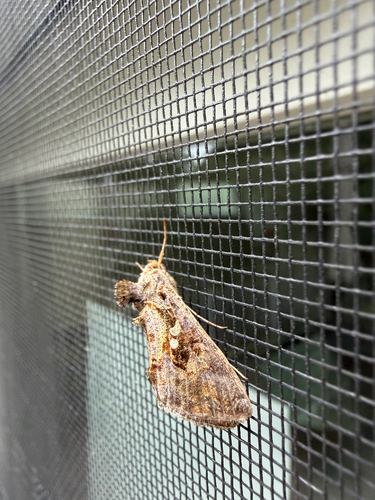 Soybean Looper Moth