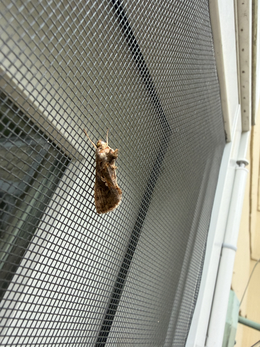Common Looper Moth