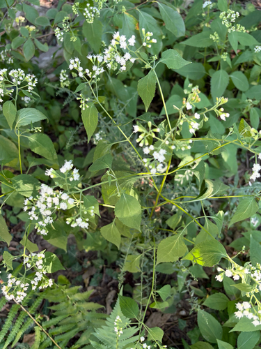 white snakeroot