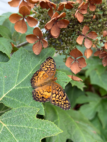 Variegated Fritillary