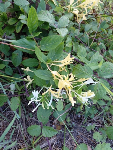 Japanese honeysuckle