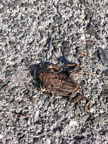 Spiny Toad