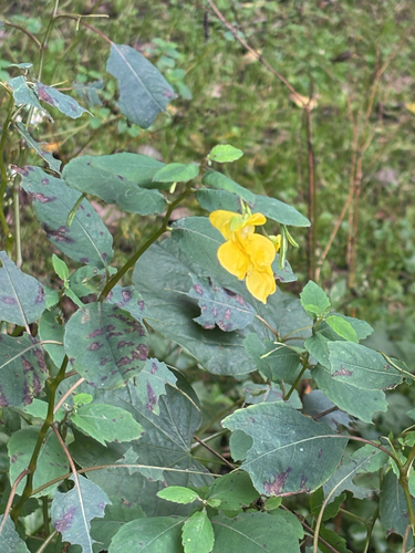 pale jewelweed